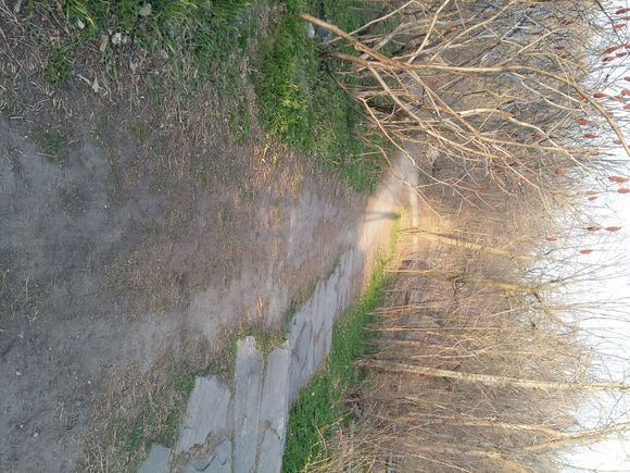 第二层平台的枯木乱枝